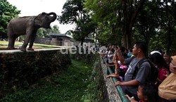 Lalu Lintas Menuju Pintu Ragunan Padat Hingga 1 Km