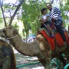 Lebaran Kedua, 25 Ribu Pengunjung Jubeli Kebun Binatang Surabaya