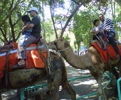 Lebaran Kedua, 25 Ribu Pengunjung Jubeli Kebun Binatang Surabaya