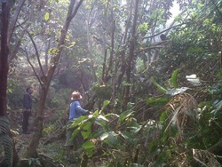 Kebakaran Taman Wisata Kawah Gunung Papandayan Garut Terus Meluas