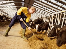 Akibat Kemarau Panjang, Sapi Diberi Makan Permen