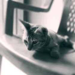 my cat cutte