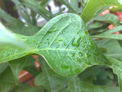 Teardrops on Leaves