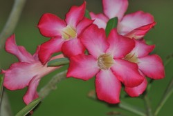 Bunga Kamboja