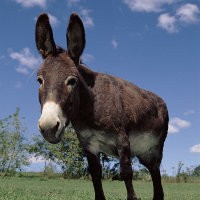 Wah! Keledai Pancarkan Koneksi WiFi