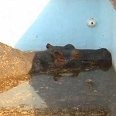 Duh! Seekor Kuda Nil Terjebak di Kolam Renang Turis di Afsel