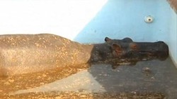 Ada Kuda Nil Terjebak di Kolam Renang Hotel!