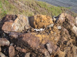 Ada Karang Laut di Bukit Raja Ampat