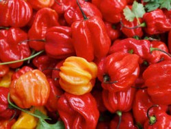 Seorang Pria Pencuri Bumbu Tertangkap Setelah Muntah