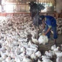 Pemerintah Khawatir Harga Daging Ayam Terjun Bebas