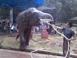 Saat Lebaran, Muhrodin Justru Sibuk dengan Si Belalai Panjang