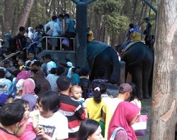 Saat Lebaran, Muhrodin Justru Sibuk dengan Si Belalai Panjang 
