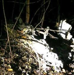 Seluruh Korban Pesawat Piper Navajo Tewas Terbakar