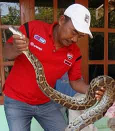 Ular 3 Meter Ditemukan Melingkar di Bawah Bantal Nenek 75 Tahun