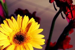 sunflower in my room