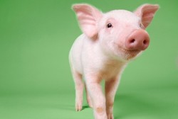 Ilmuwan Temukan Parasit Babi yang Bisa Sembuhkan Penyakit Manusia