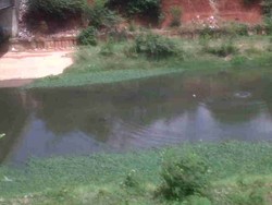 Ada-ada Saja, Warga Penasaran Tengok ke BKT karena Isu Buaya Siluman