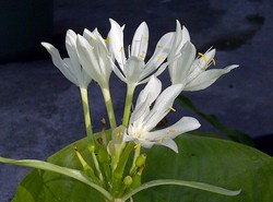 bunga desa