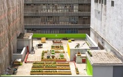 Hong Kong Punya Agrowisata di Atap Gedung Tinggi