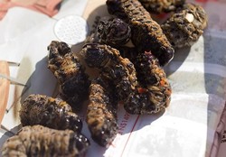 Hiii! Pria Ini Membawa 15 Kg Ulat Bulu di Pesawat