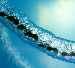 Wow! Semut Cari Makan bak Jalur Internet 