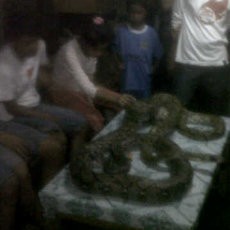 Warga Medan Akhirnya Temukan 6 Ular Usai Banjir