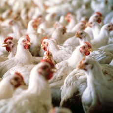 Mabuk, Pemuda AS Bunuh 70 Ribu Ekor Ayam dalam Semalam