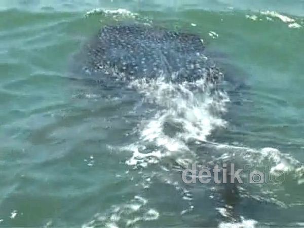 Hiu Tutul Bermunculan di Pantai Lekok