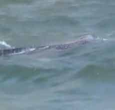 Hiu Tutul Bermunculan di Pantai Lekok Untuk Mencari Makan