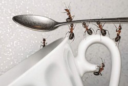 Air Kencing Dikerubuti Semut, Cara Lama Deteksi Diabetes