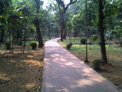 Masih Ada Hutan di Jakarta