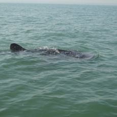 Melihat dari Dekat Hiu Tutul di Perairan Lekok