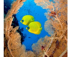 8 Destinasi Wisata Bawah Laut Terindah di Dunia