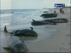 22 Paus Terdampar di Pantai