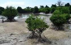 BPK: 85% Hutan Mangrove dari Selat Malaka Hingga Papua Rusak
