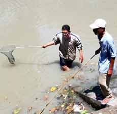 Kemarau Penyebab Ikan Mabuk di Kalimas