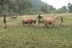 Bogor Punya Adu Kerbau!