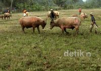 Tradisi Adu Kerbau Usai Lebaran