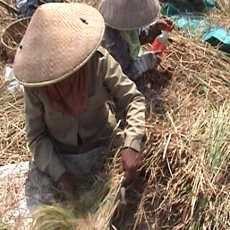 Proyek Food Estate di Merauke Terhadang Lahan, Pemerintah Beralih ke Kalimantan