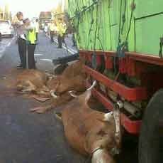 Truk Gandeng Vs Truk, 5 Ekor Sapi Mati