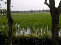 Pengembang Kuasai 80% Lahan Sawah di Rorotan Jakarta