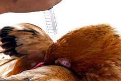 Waduh, Hewan Ternak Juga Disuntik Antibiotik Terus Dimakan Manusia