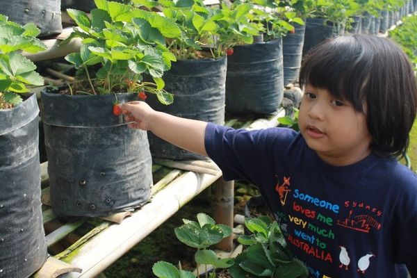 Gemilang Prilo Muhammad, 3,4 Tahun, Lelaki