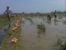 Puluhan Hektare Sawah di Bantul Gagal Panen karena Lahan Terendam Air