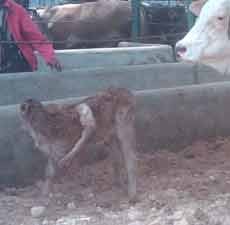 Sapi Betina Terlahir dengan Kaki 5, Tanggal 5 dan Jam 5 Sore