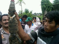 Buaya Sering Lepas, Warga Deli Serdang Tuntut Penangkaran Ditutup