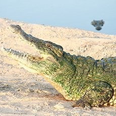 Depresi karena Hutang, Wanita Thailand Lompat ke Kandang Buaya