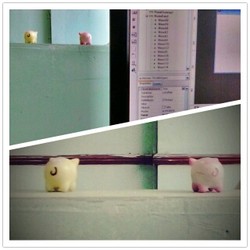 instagram #pig