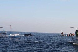 Bertemu Lumba-lumba Lucu di Lovina, Bali