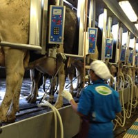 Mengintip Peternakan Sapi Terbesar se Asia Tenggara